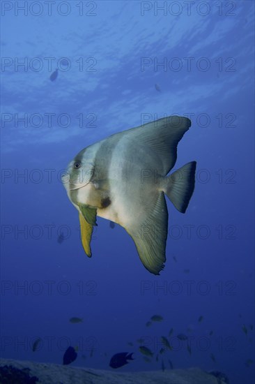 Orbicular batfish