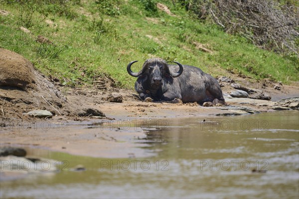 African buffalo