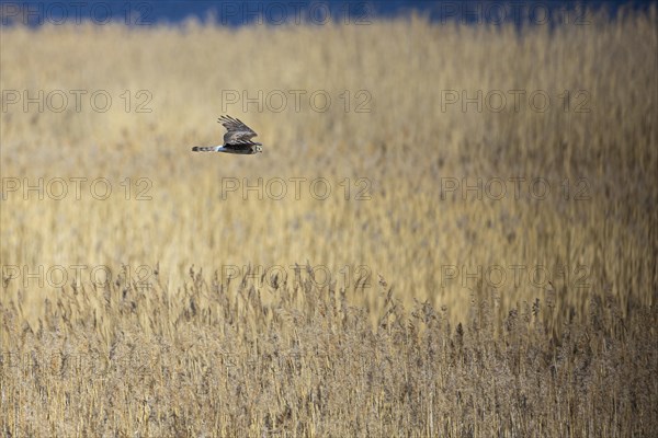 Hen harrier