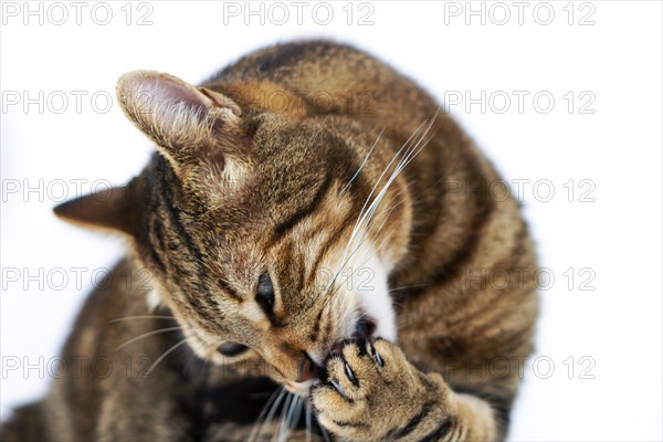Close-up of a cat licking its paw isolated on white background