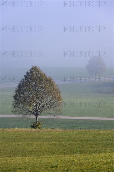 Two deciduous trees in the fog at Blender near Kempten
