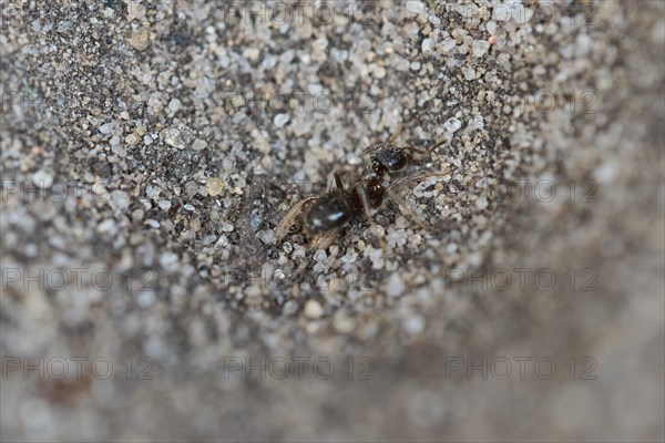 European ant lion