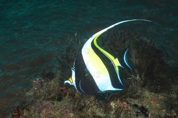 Moorish idol