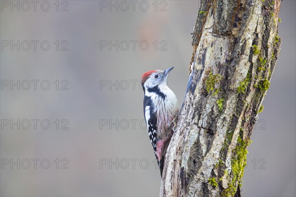 Middle Spotted Woodpecker