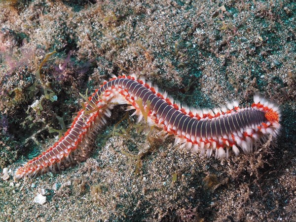 Bearded fireworm