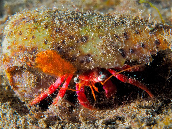 Portrait of Large Red Hermit Crab