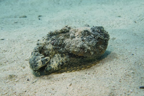 Reef stonefish