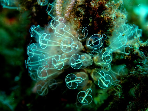 Translucent sea squirt