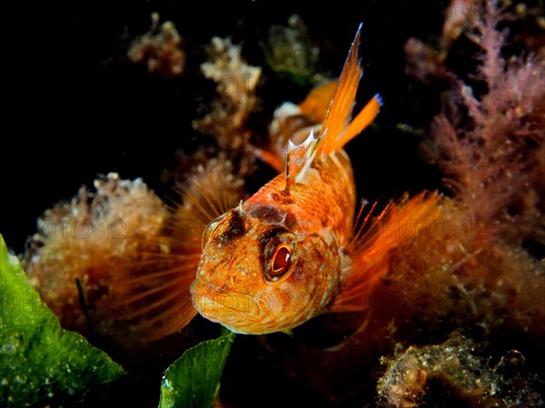 Black-faced blenny