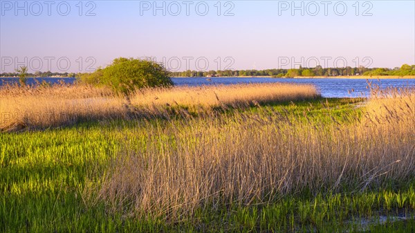 Reed on the shore of Lake Duemmer