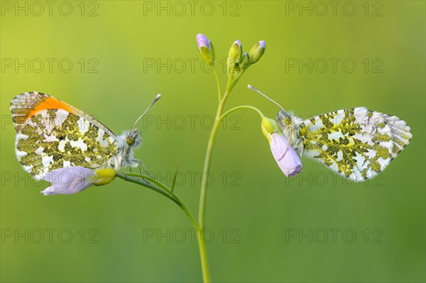 Orange tip