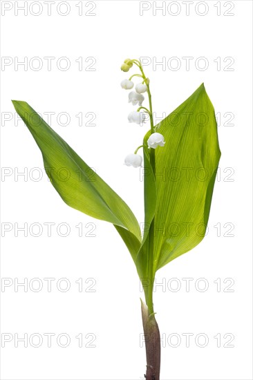 Lily of the valley