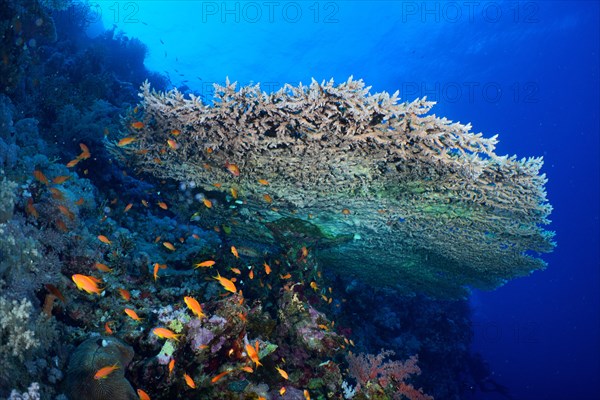 Pharaoh's antler coral