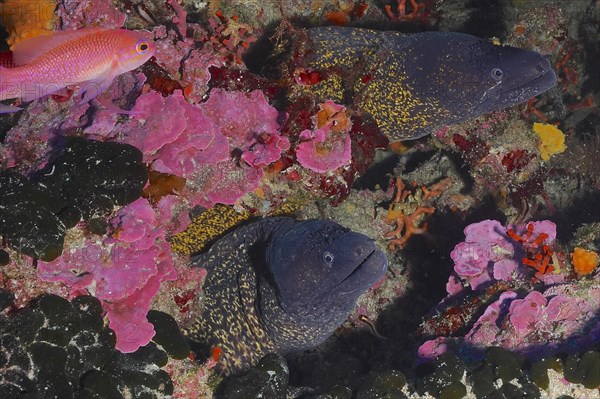 Two mediterranean morays