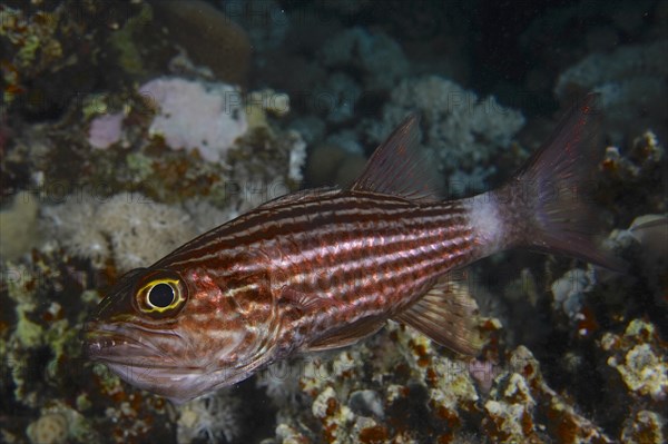 Largetoothed cardinalfish