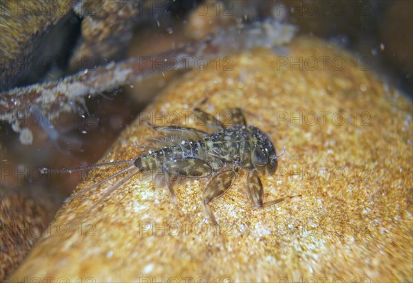 Larva of mayfly larva of veinlet