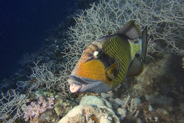 Titan triggerfish