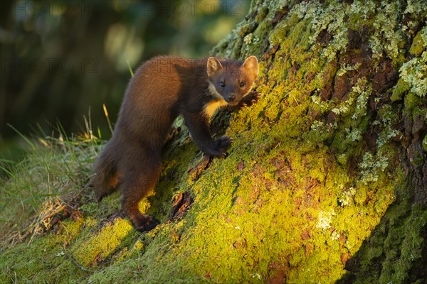 Pine marten