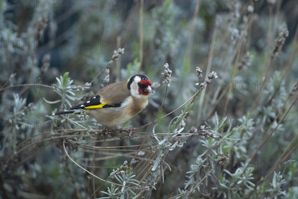 European goldfinch