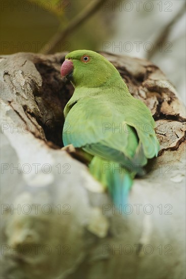 Monk parakeet