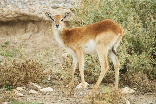 Common eland