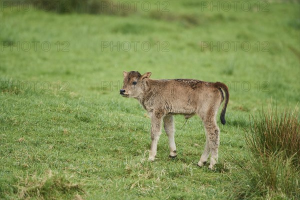 Aurochs