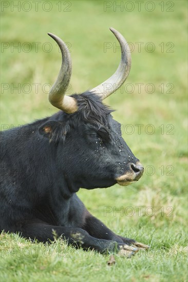 Aurochs