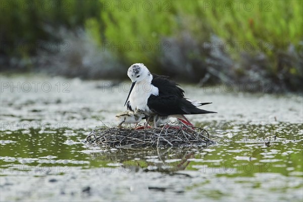 Black-winged stilt