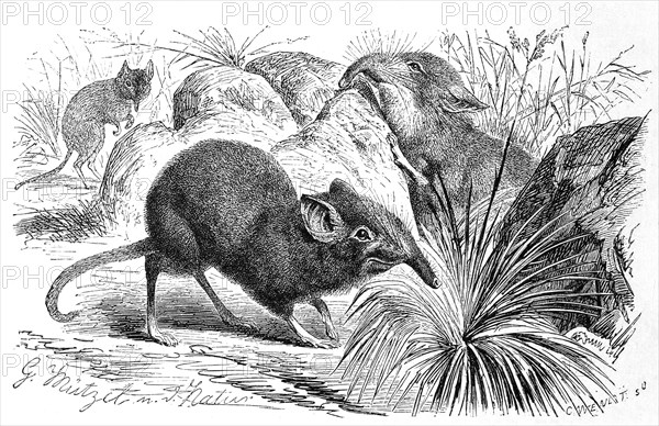 Bushveld elephant shrew