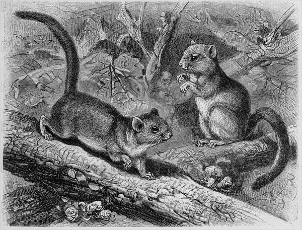 Hazel dormouse