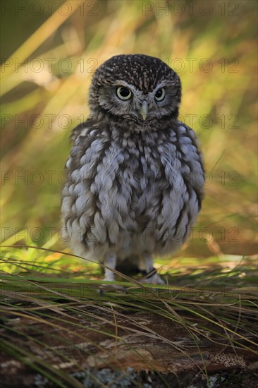 Pygmy Owl