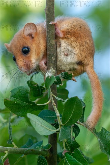 Female Common hazel dormouse