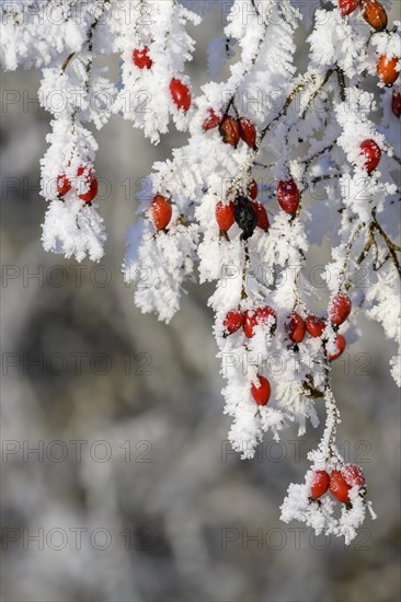 Rosehips