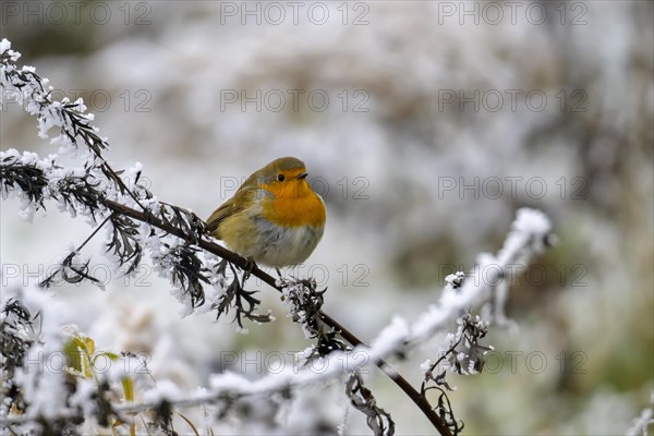 European robin