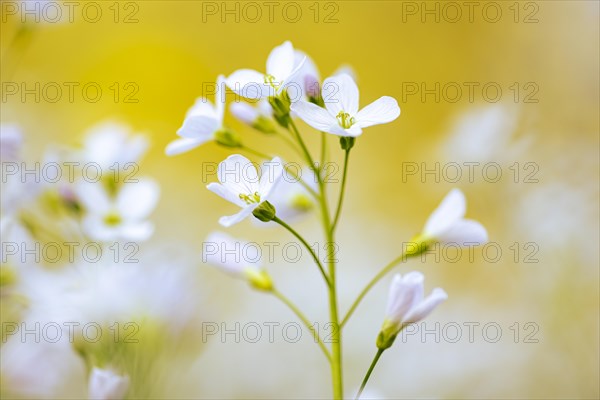 Cuckoo flower