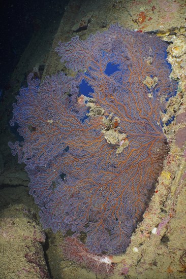Fan coral in the hold of the Dunraven. Dive site Dunraven wreck