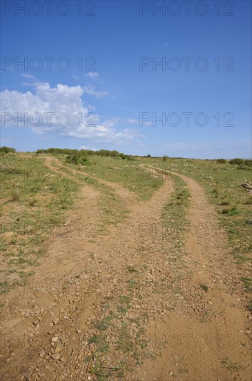 Savannah landscape with fork in the road