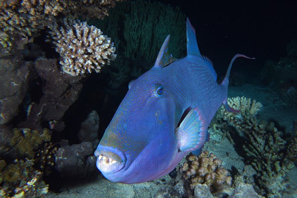 Portrait of blue triggerfish