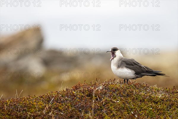 Arctic skua