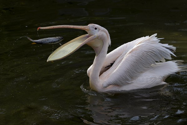 Great white pelican