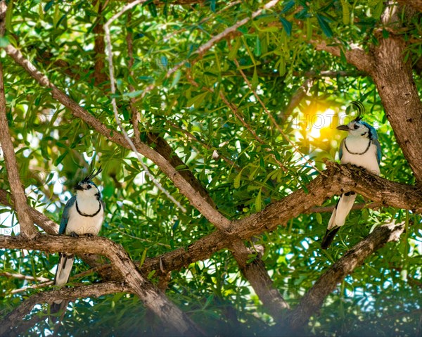 Two white-throated magpie