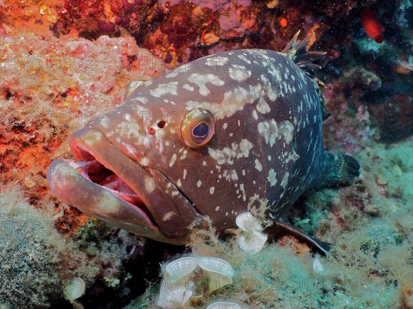 Portrait of dusky grouper