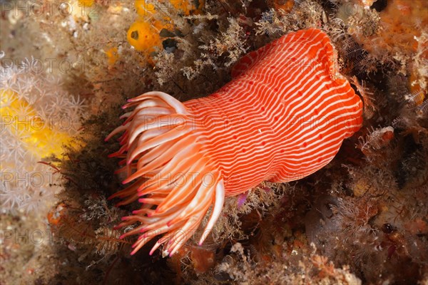 Candy Cane Anemone