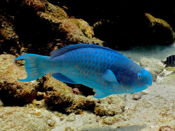 Blue parrotfish