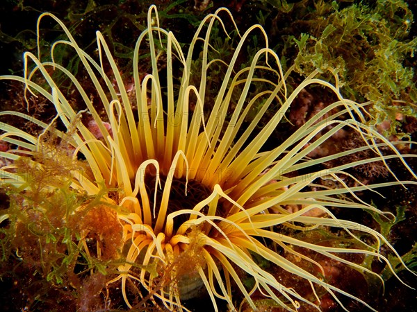 Yellow coloured tube anemone