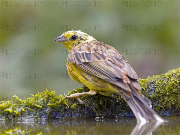 Yellowhammer