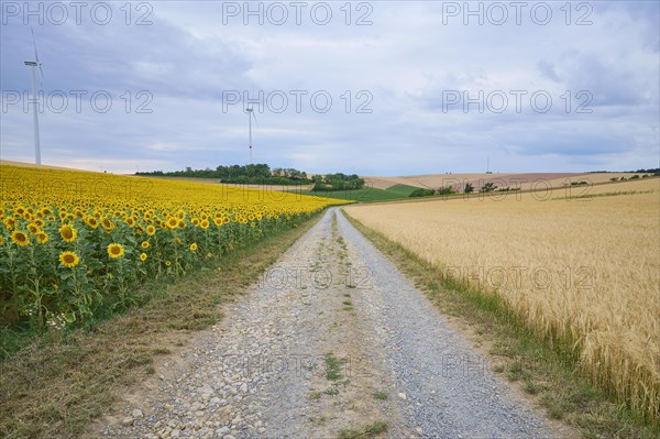 Dirt road with sunflower and barley field in summer