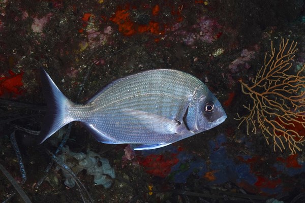 Large sea bream