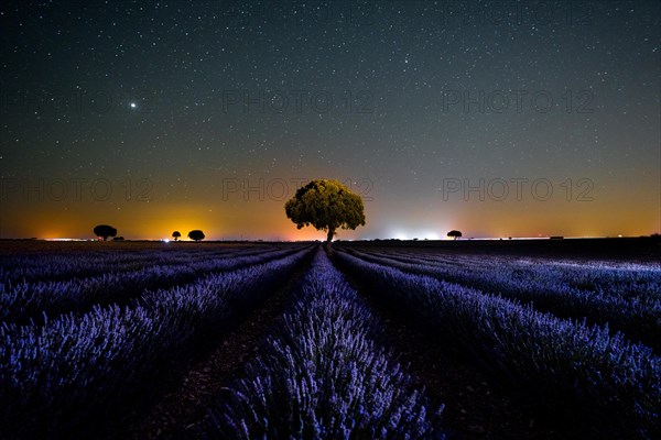 Milky Way landscape in a star sky in a summer lavender field