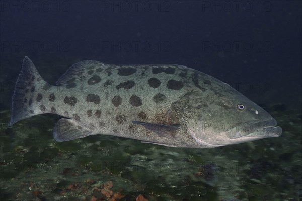 Potato grouper